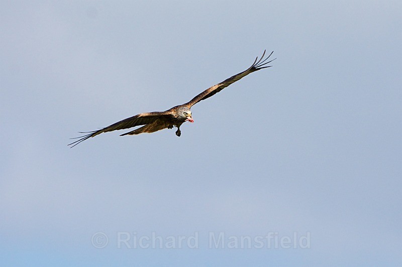  - Red Kites