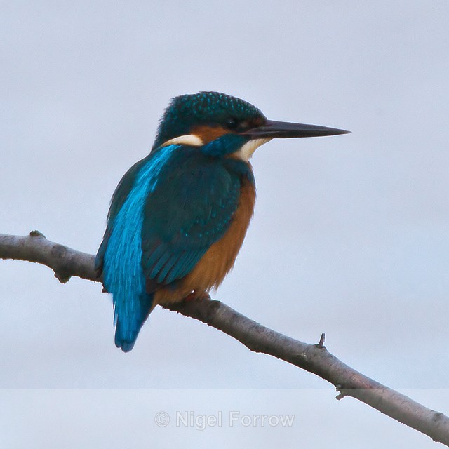 Kingfisher showing iridescent blue stripe on back at Otmoor - Kingfisher