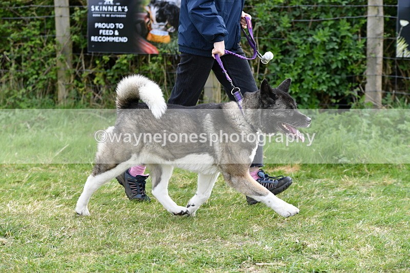 WJ5_9994 - Class 5 Best Veteran / 7 years & over