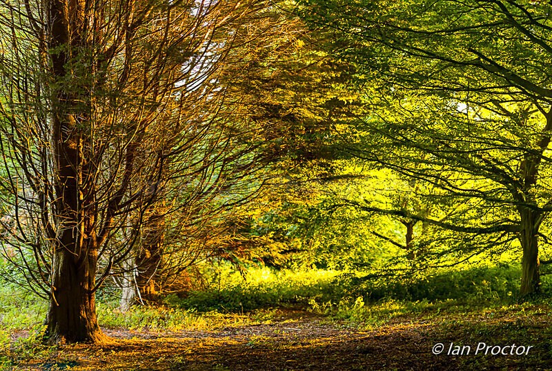 Sunlight in the Forest - Nature