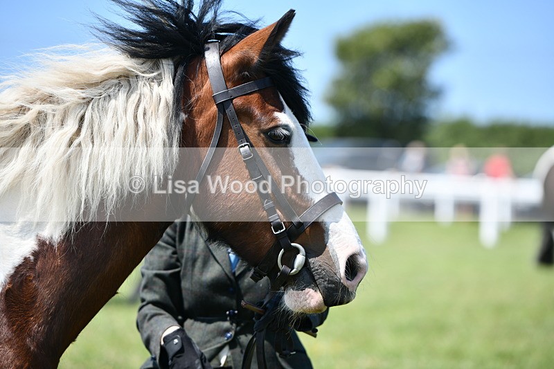 DSC_7646 - Class 64: Coloured Pony 4yrs & over