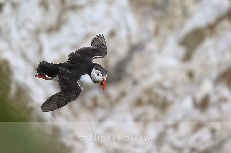 Atlantic Puffin flying, Bempton Cliffs, Yorkshire, UK - Puffin