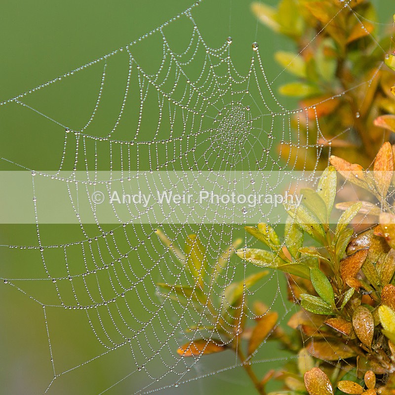 20151003-3K8A9995 - Insects