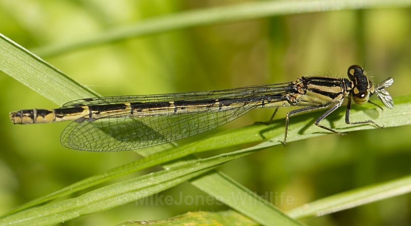 Damselfly eating small fly - DRAGONFLY & DAMSELFLY GALLERY