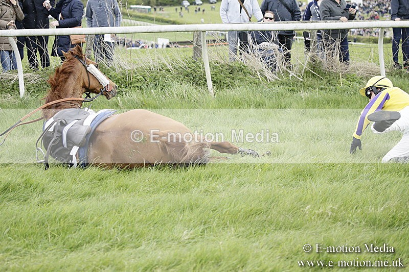 PtP 170417 49 - Old Berks Point-to-Point Lockinge 17/04/17