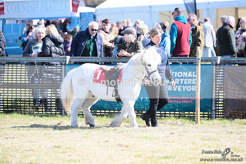 Shet 060426 1 - Shetland Pony Racing Paxford Races Easter Mon 06/04/26