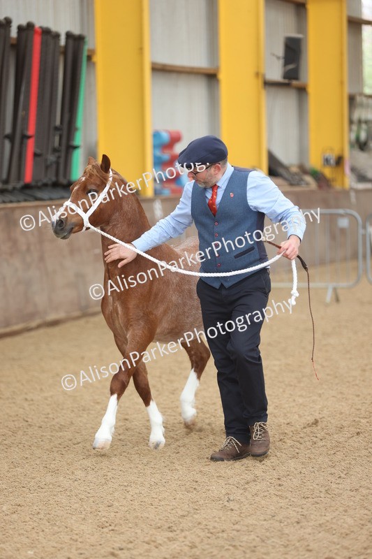 20251109-0512 - Class 18 - Yearling, Colt, Filly or Gelding