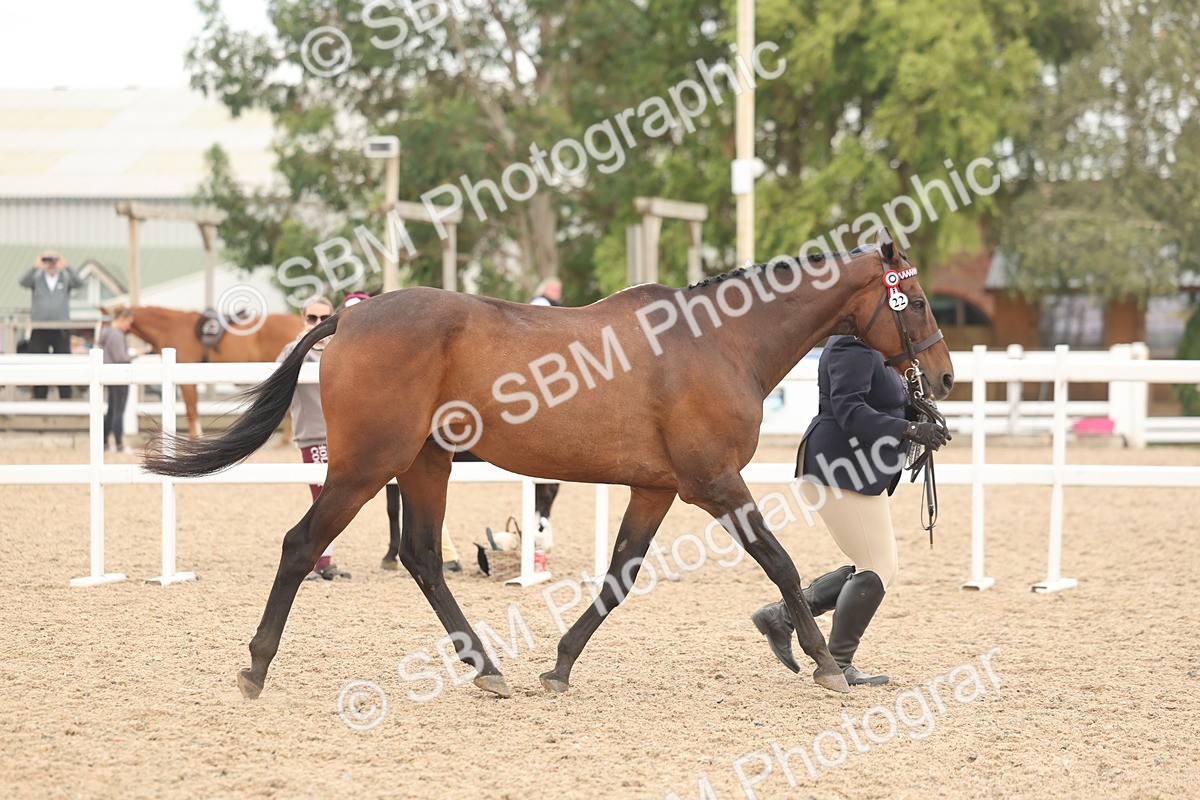 SBM_17068 - Class 313 - IH Retired Racehorse
