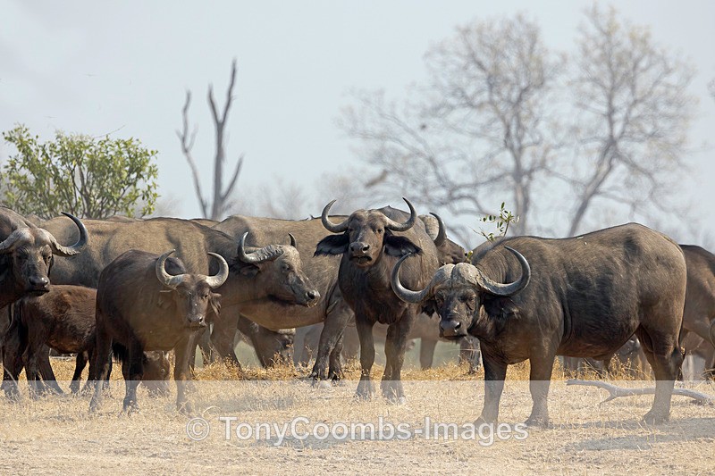 Buffalo - Mana Pools ~ The Mammals