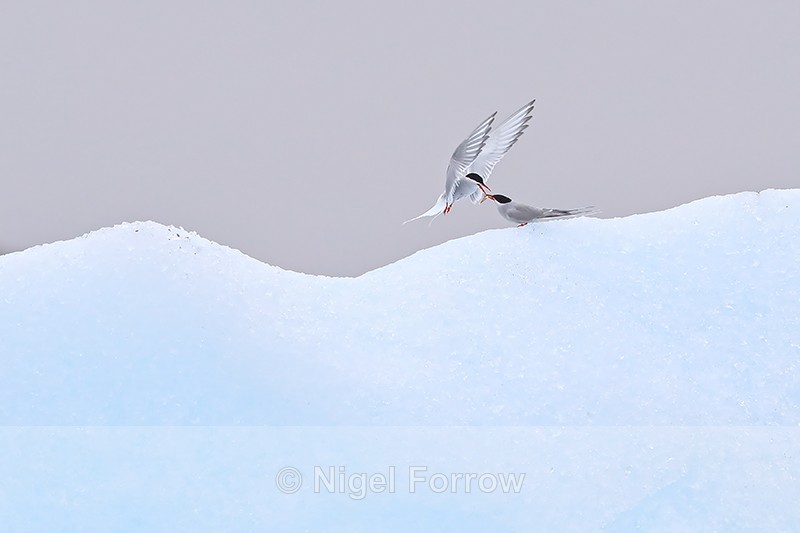 Arctic Tern successful food pass, Jokulsarlon, Iceland - Arctic Tern