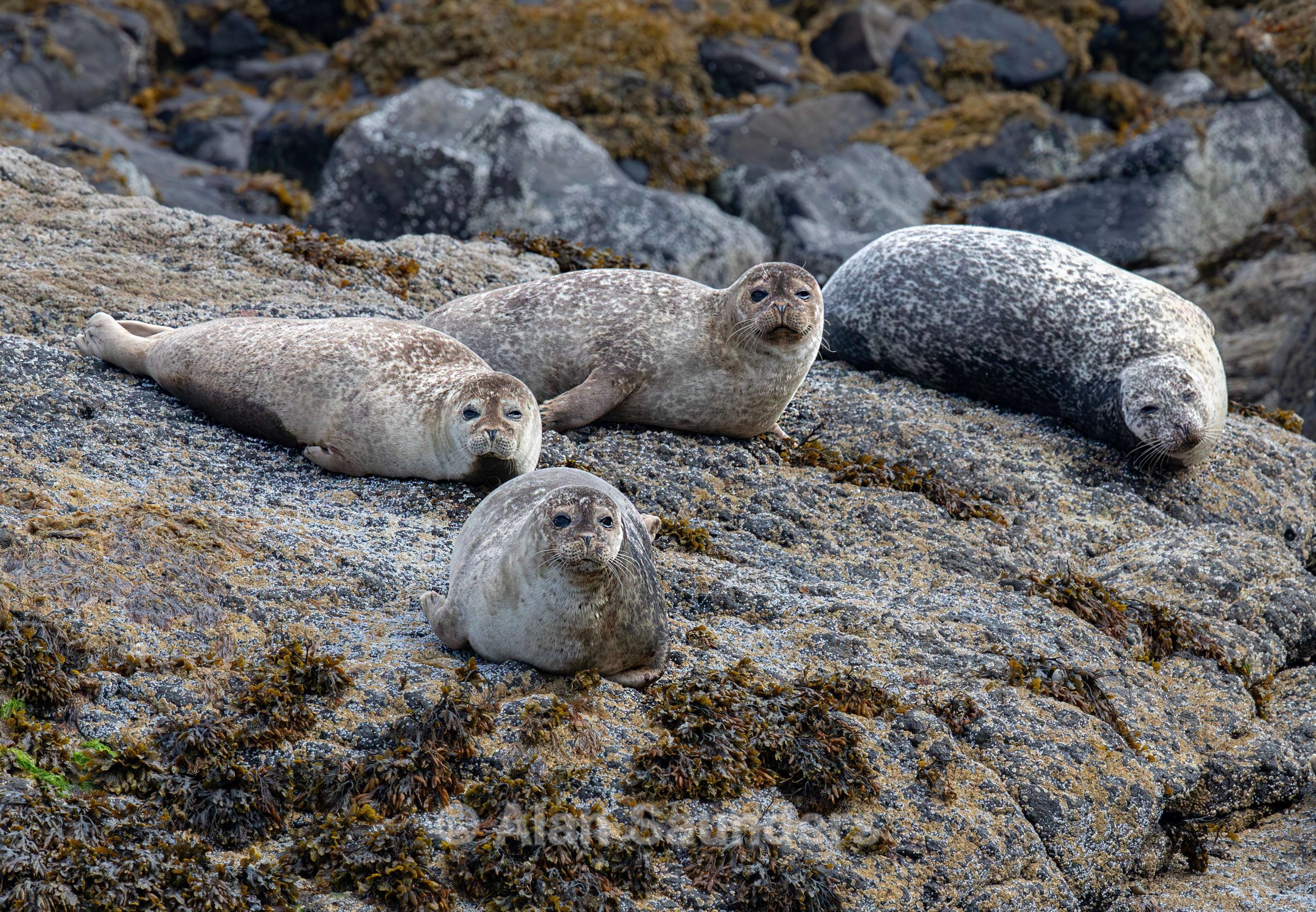 Common Seal 16