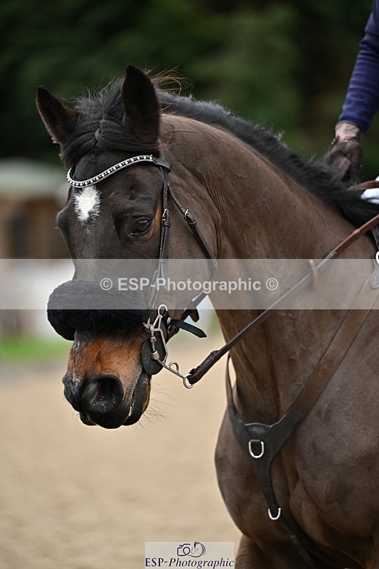 250201A-102723-00231 - Cls 01 Local Horse 90cm