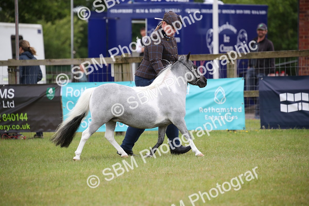 SBM_03898 - Class 23-25 - British Miniature Horse of the Year