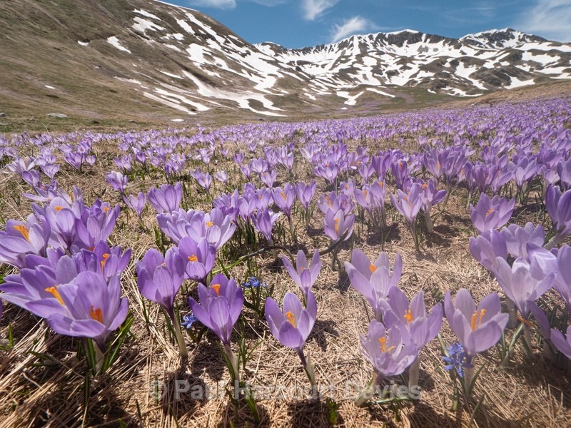Neapolitan  Crocus (Crocus neapolitanus) formerly Crocus vernus  - Plants in the Landscape