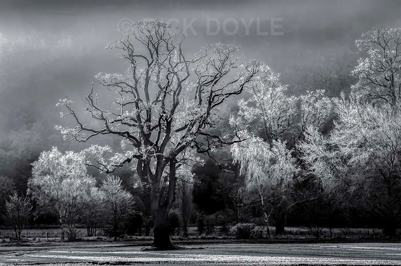 Hoar frost and fog Marlfield - MONOCHROME LANDSCAPES