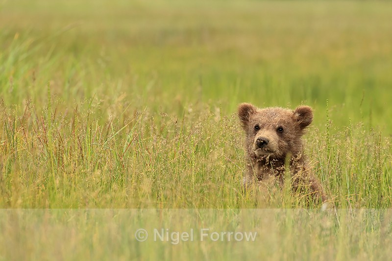 Brown Bear cub sitting in meadow, Silver Salmon Creek, Alaska - Brown Bear