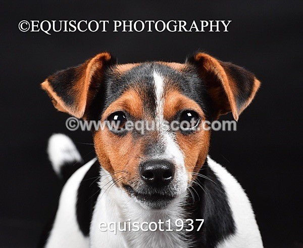 equiscot1937 - MARIS & CHIP