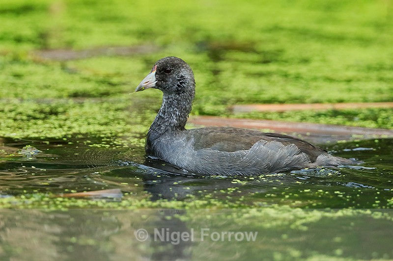 American Coot (immature), Cranberry Marsh, Valemount, Canada - American Coot