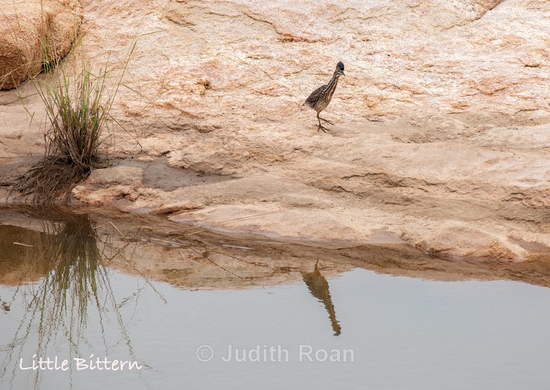 - South Africa Birds and Mammals