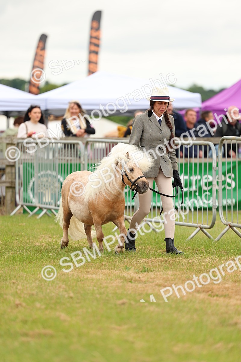 SBM_04430 - Class 64-67 - Shetland Pony In Hand
