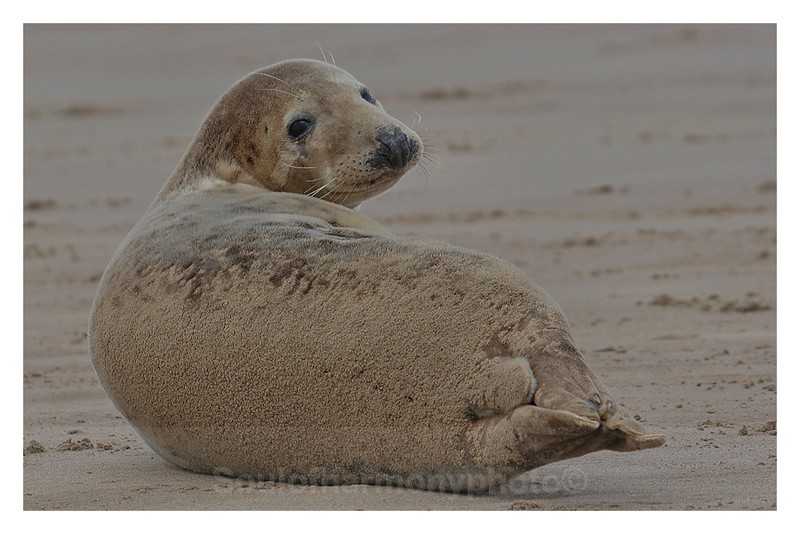  - Wildlife Wildlife