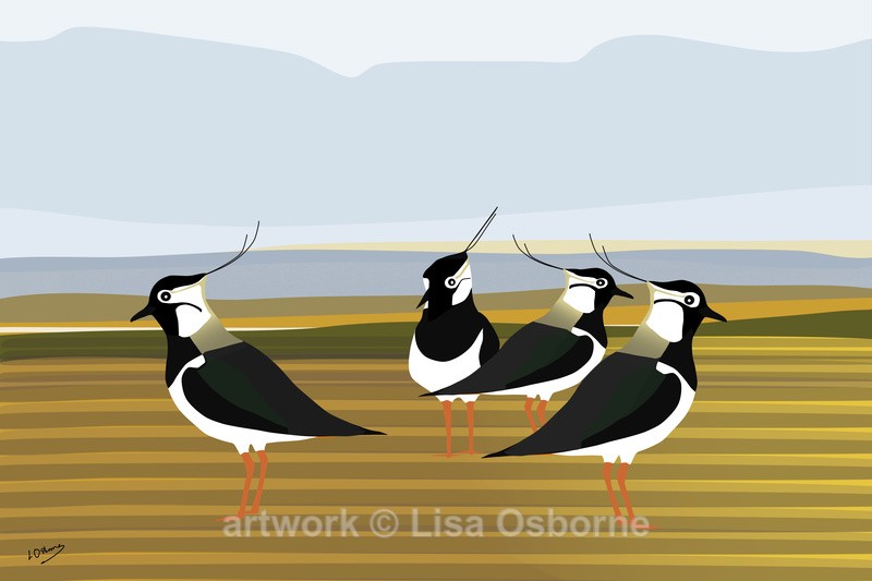 Lapwings - DIGITAL ARTWORK