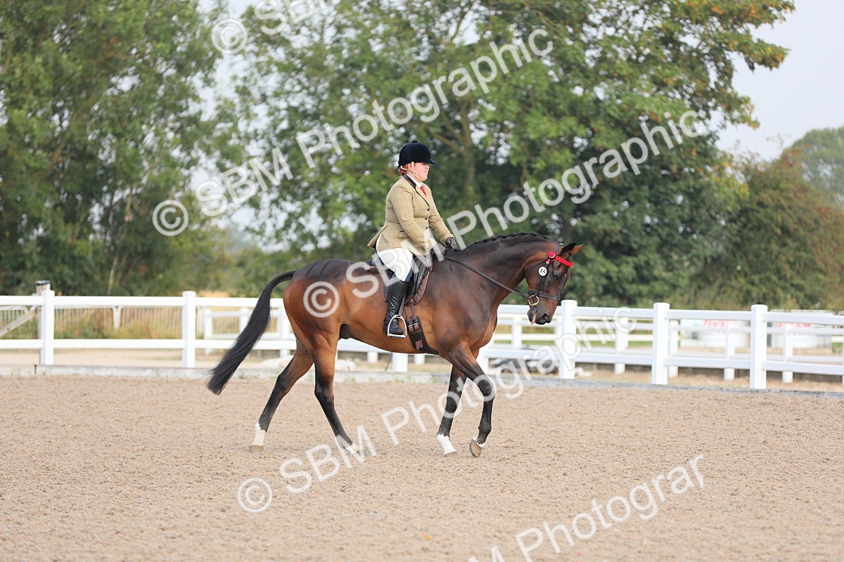 SBM_10649 - Class 303 Ridden Pure Bred Horse/Pony (excl M&M)
