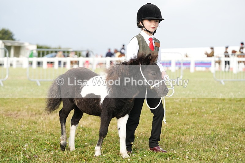 DSC04466 - Classes 44 & 45: NPS M&M Brood Mare and Foal