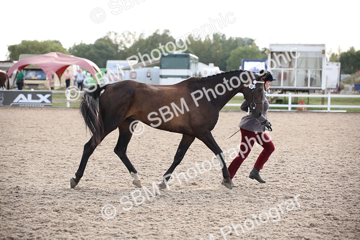 SBM_07109 - Class 25 IH Foreign Breeds- Pure bred