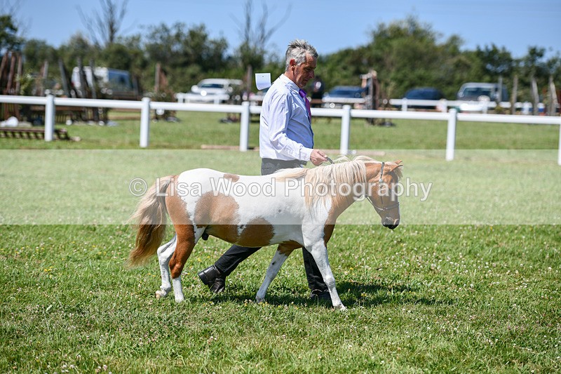 DSC_7104 - Class 61: Miniature Horse 4yrs & over