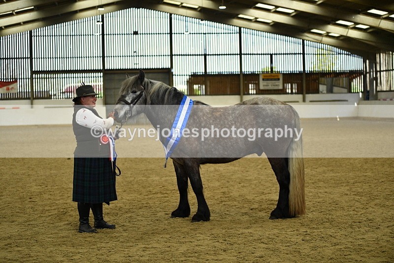 WJ5_5815 - Morning in hand Championship