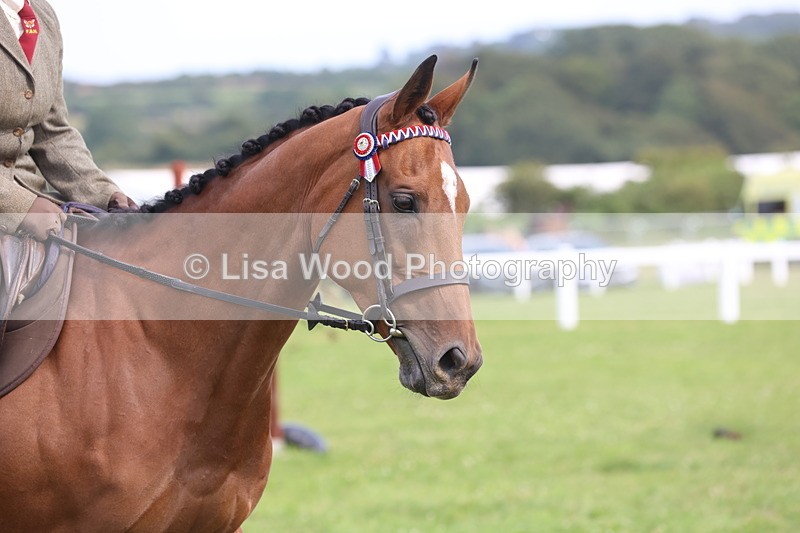 JPP_4193 - Class 25: Working Show Horse