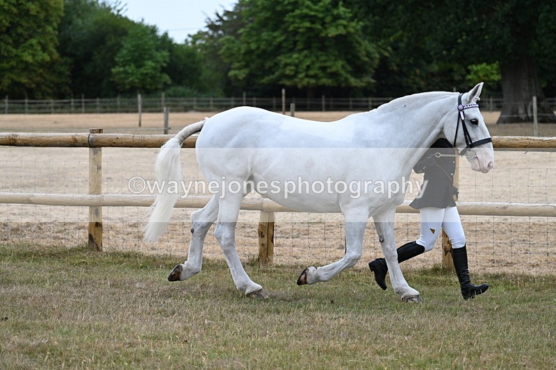 WJ7_8881 - Class 4a Prettiest Mare 14.2hh and over