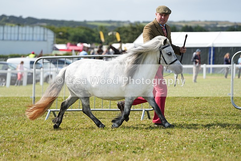 DSC05168 - Class 49: NPS Shetland 4 years and over