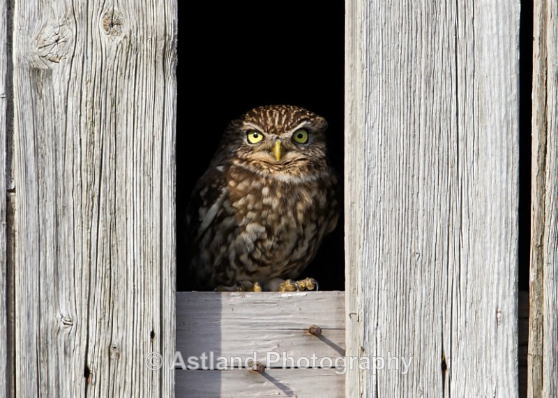 Astland Photography, Bird and Wildlife Images, Susan and Peter Wilson, U.K.