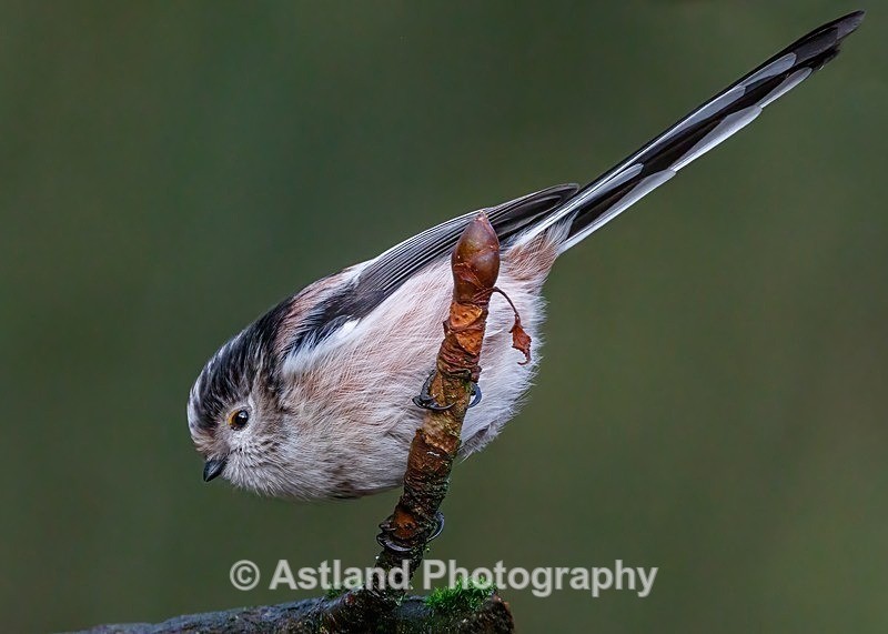 Astland Photography, Bird and Wildlife Images, Susan and Peter Wilson, U.K.