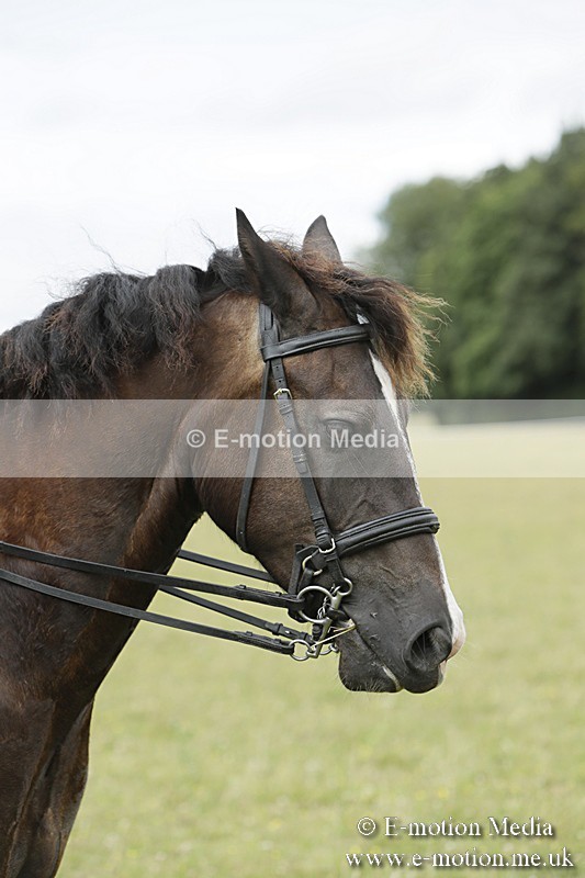 BVR160717-2454 - Side Saddle Classes 16/07/17