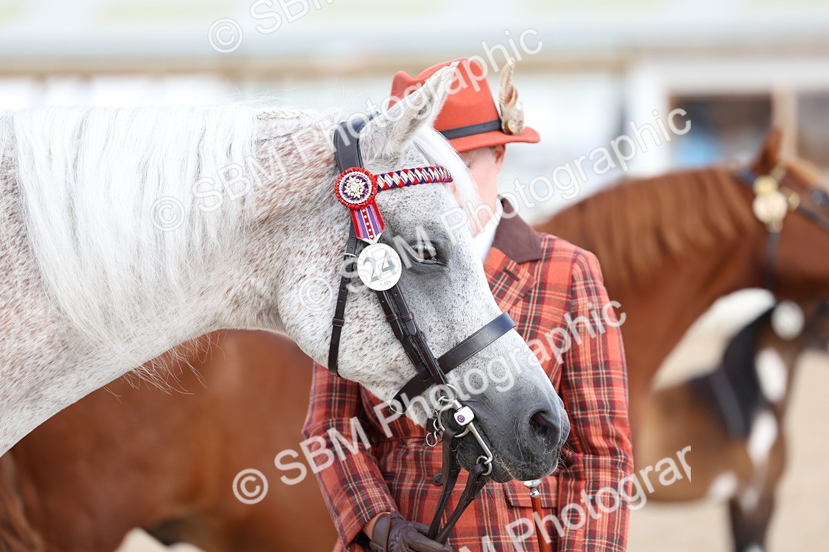 SBM_18747 - Class 317 - IH Pure Bred Horse-Pony
