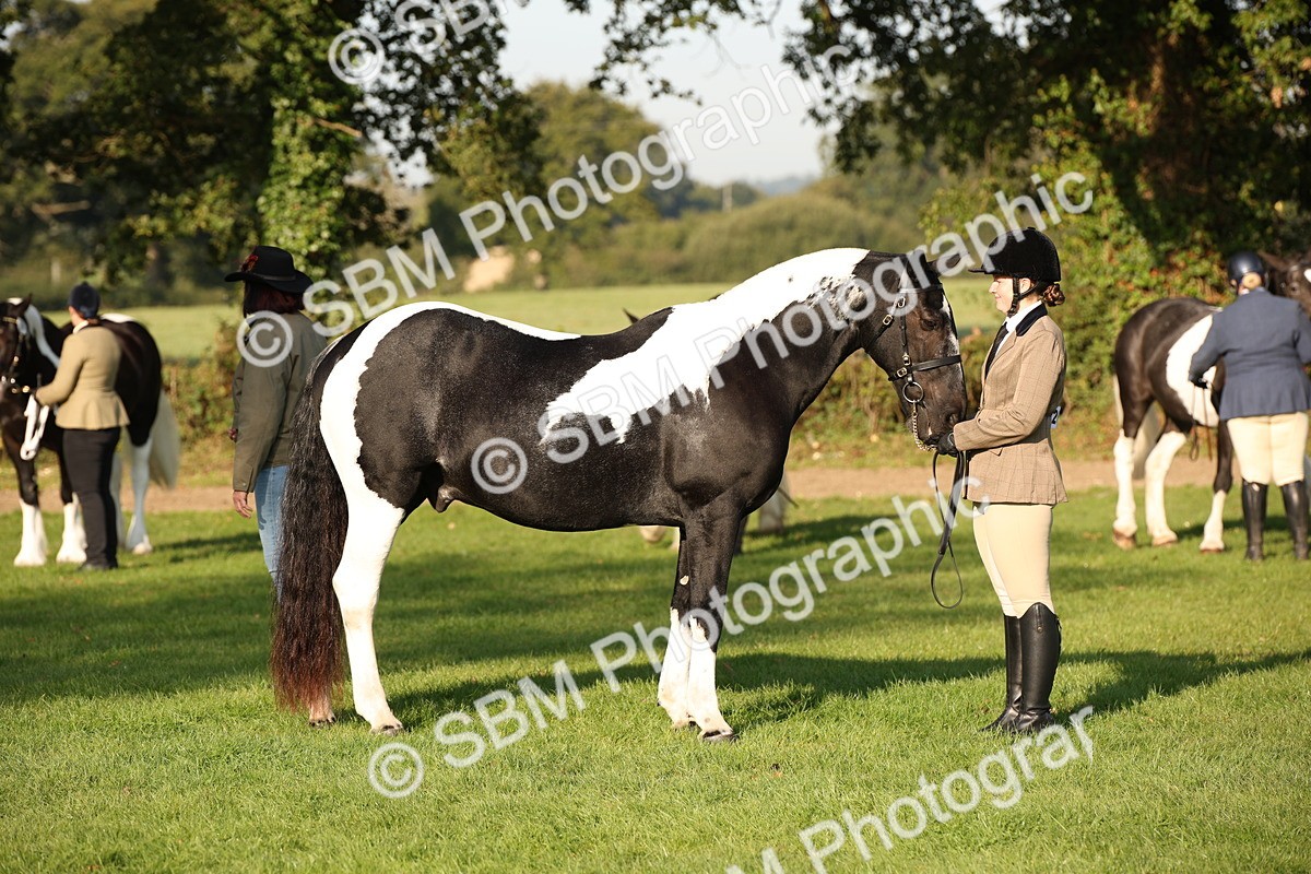 SBM_58745 - S51 - Piebald & Skewbald Horse In Hand