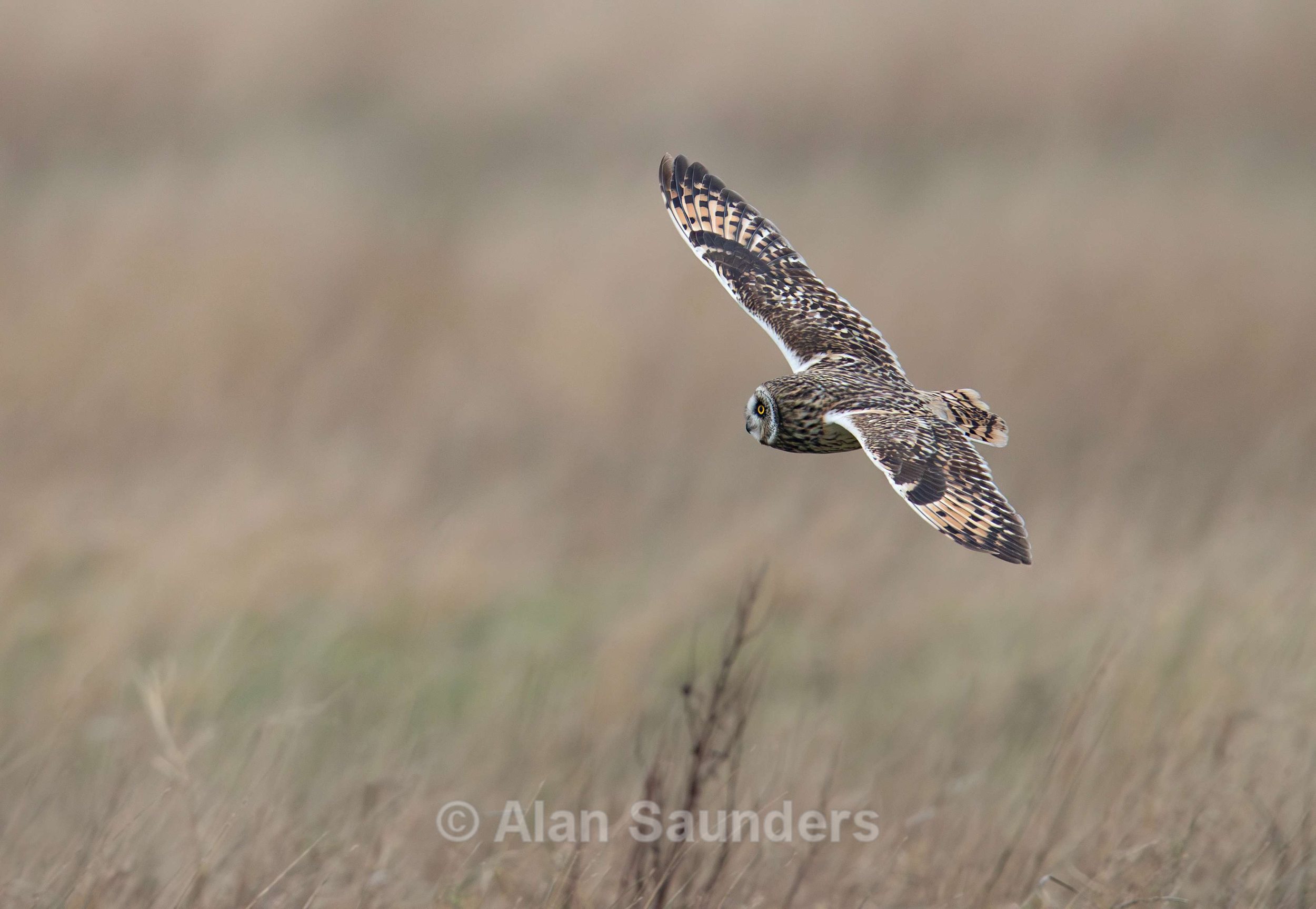 Short Eared Owl