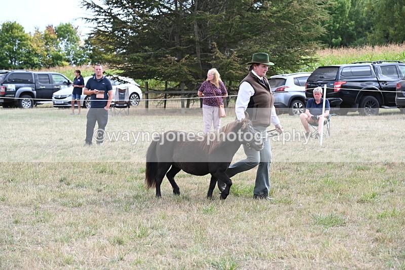 WJ6_6995 - Class 21 Shetland & Mini Horses