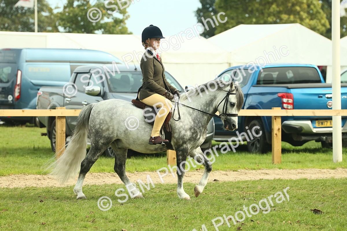 SBM_69781 - S59 - Mountain & Moorland Ridden Small Breeds