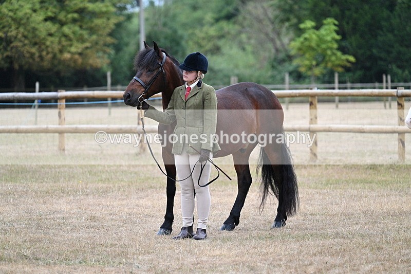 WJ7_9607 - Class 5 Most Handsome Gelding (up to 14.2hh)