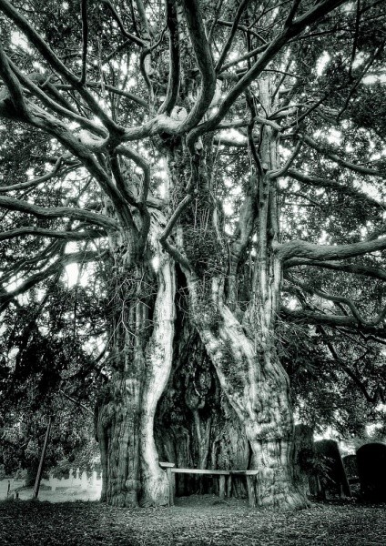 Ancient Yew : Much Marcle - Ancient Sites