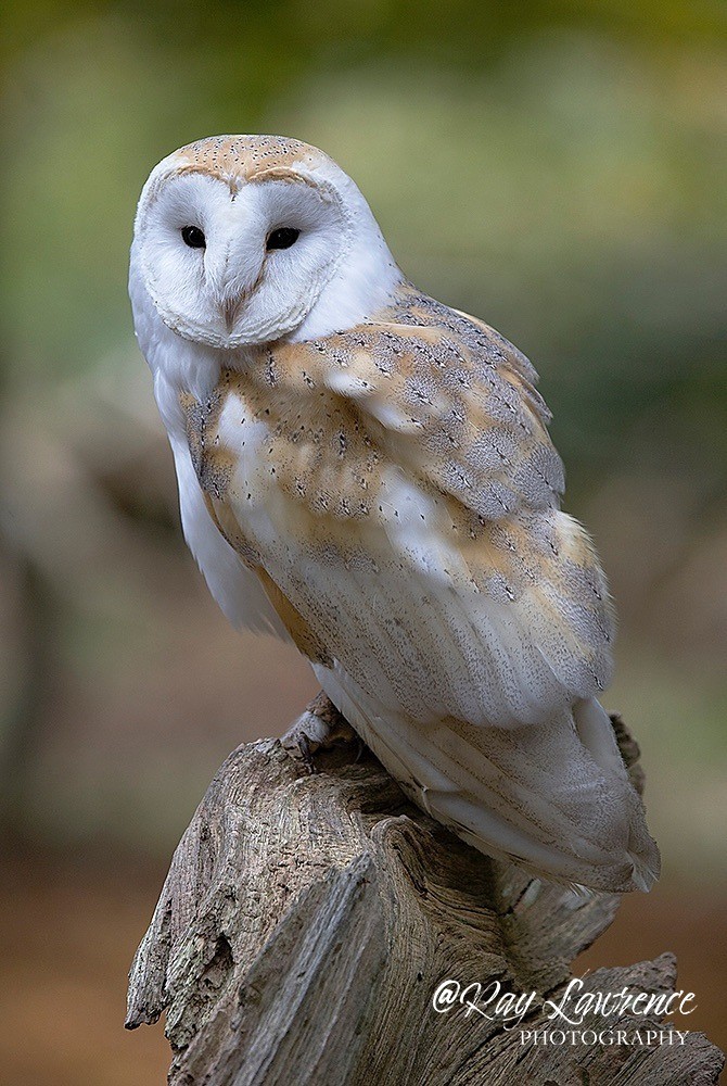 Barn Owl-5 - Natural World