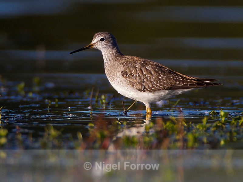 Lesser Yellowlegs (juvenile) on the Port Meadow floods - Lesser Yellowlegs