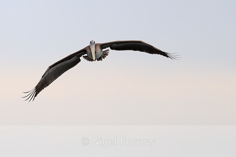 Peruvian Pelican head-on flying, Chile - Peruvian Pelican
