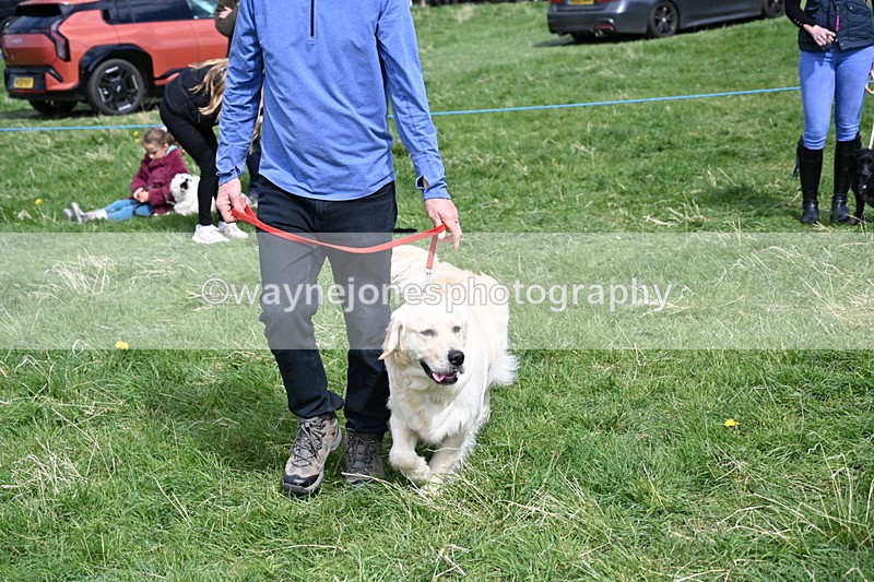 WJ6_9049 - Class 8 Best Working / Gun Dog or Bitch