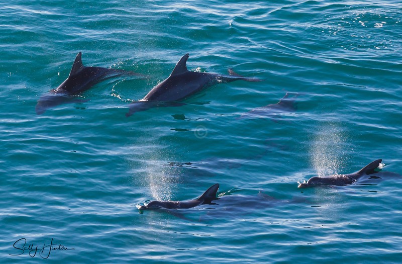 Dolphin Spray 2