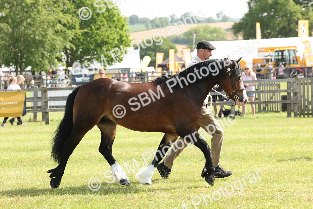 SBM_02155 - Class 6-13 - Mountatin and Moorland In Hand Welsh Breeds